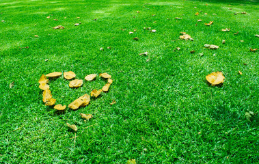 Leaves forming a heart in the green grass and a sunny day.