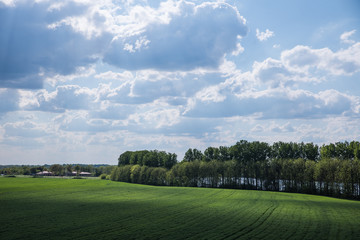 Green spring field with sunspots and highlights on the background of lush beautiful clouds and blue sky
