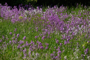 Obraz premium Hesperis Matronalis or Dames Rocket flowers in a field of grass next to a forest