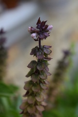 Flor de albahaca de color morado con blanco