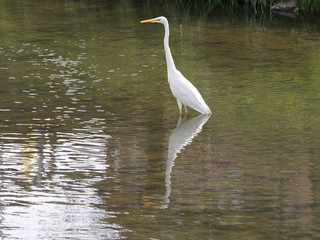 鷺（ダイサギ）