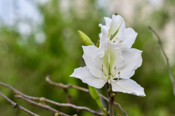 White flower on the trees