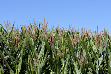 Corn plantation with sky and glows of light