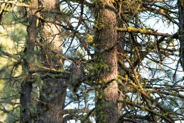 great horned owl