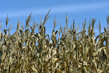 Closeup of corn plantation, in the harvest stage