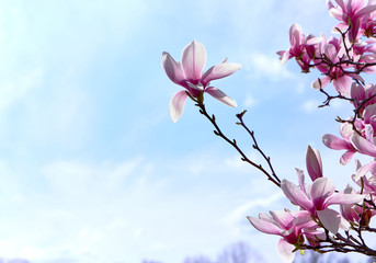 Magnolia blossom with a blue sky. 