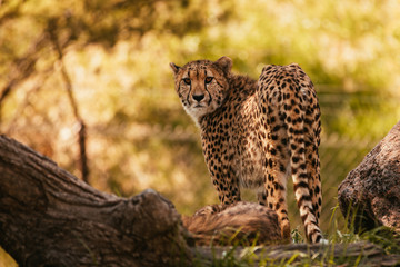 Cheetah in the forest