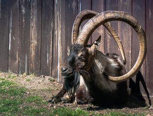 Muflon, koza, koziorożec, baran, długie kręcone rogi © Dreamnordno