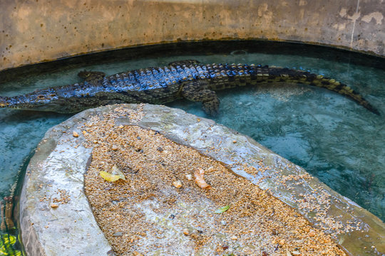 Big Nile Alligator In The Small Pool