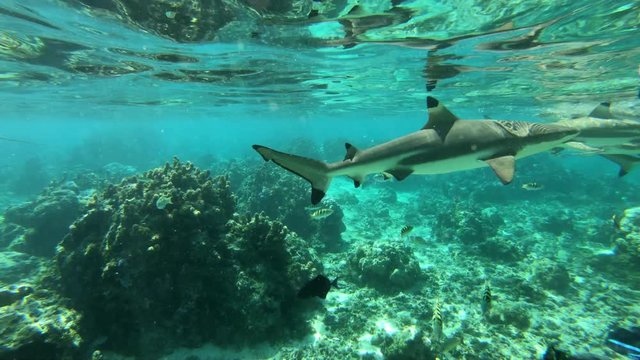 Blacktip Reef Shark Swimming In French Polynesia Tahiti Island Coral Reef Lagoon Landscape And Pacific Ocean. Many Blacktip Reef Sharks (Carcharhinus Melanopterus) In Tropical Travel Vacation Paradise