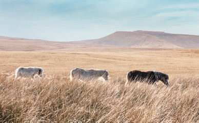 Obraz premium Brecon Beacons National Park in Wales, UK