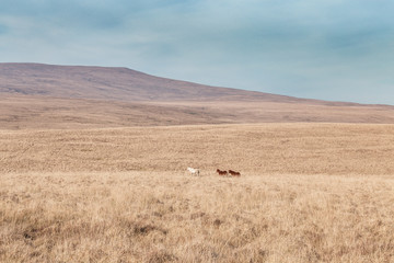 Obraz premium Wild Ponies in Brecon Beacons National Park in Wales, UK