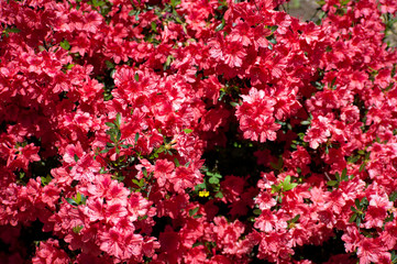 flowers in the garden
