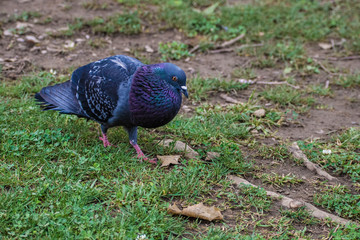 pigeon on grass