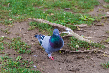 pigeon in grass