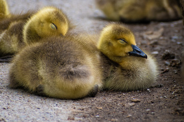 two gosling