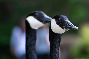 portrait of a goose