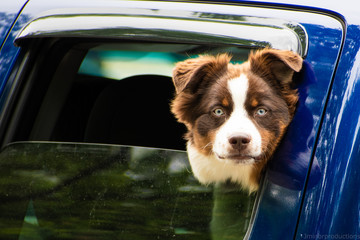 dog in car