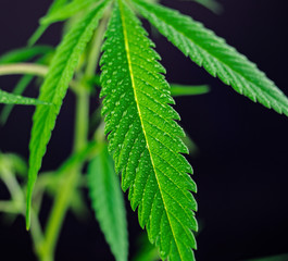 Cannabis leaf with water droplets. Detail of Marijuana (cannabis sativa) plant leaves with water drops isolated on black