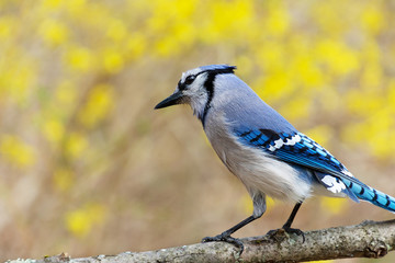 Close up  of a a blue jay bird, perched on a branch with soft focus yellow flowers in the background