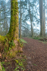 View of Large Green Tree With Path Leading to the Fog