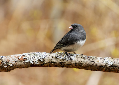 Close up of a grey dark eyed junco bird perched on a branch with soft focus background