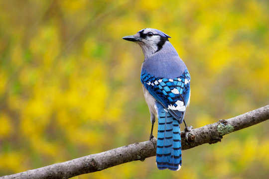 Close up  of a a blue jay bird, cyanocitta cristata, perched on a branch with soft focus yellow flowers in the background