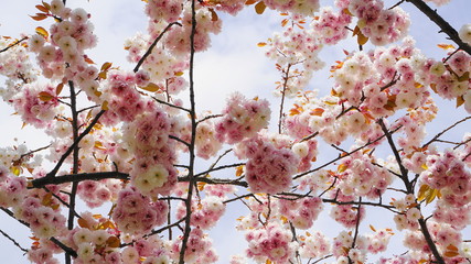 Beautiful and delicate bell-shaped blueberry flowers and leaves on the branch in the morning sun close up. 