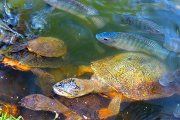 Obraz premium Tartaruga