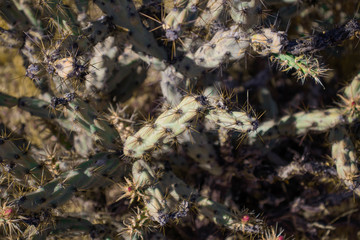 cactus