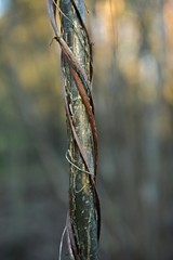 Close up of autumn tree