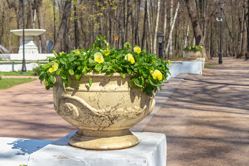 Large flower vase with flowers in the Park