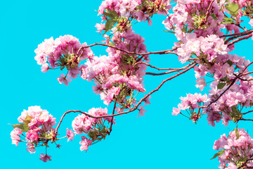 Kirschblüten in Berlin