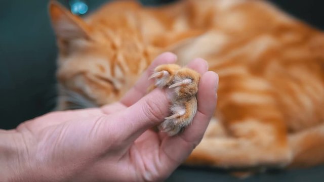 Cat's Paw Releases Claws in the Hand of a Girl Playing with a Egyptian Red Cat. Slow Motion