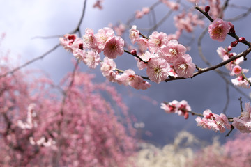 いなべ梅林公園　梅まつり