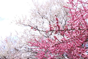 いなべ梅林公園　梅まつり