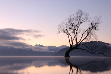 Wanaka Tree, Beautiful New Zealand 