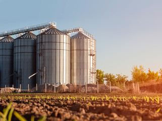 Closeup agricultural silos and young corn starts to grow in foreground 