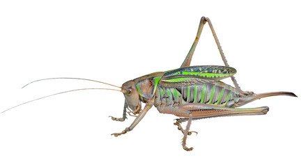 Grasshopper, doe 3