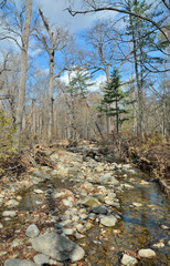 Small woodsy river 2