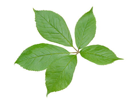 Leaf of herb (Eleutherococcus senticosus) 3