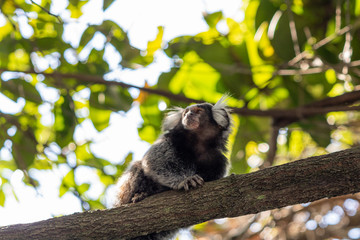 Little monkey popularly known as White-Tailed Sagittarius, Callithrix jacchus, in the 