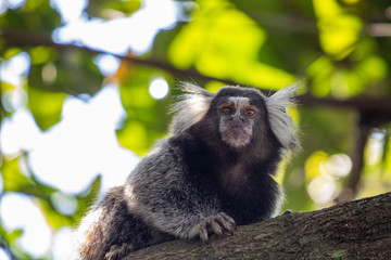 Little monkey popularly known as White-Tailed Sagittarius, Callithrix jacchus, in the 