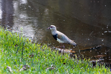 Southern Lapwing (Vanellus chilensis) on the lake in the Barra da Tijuca Forest, Rio de Janeiro Brazil “Quero-Quero”