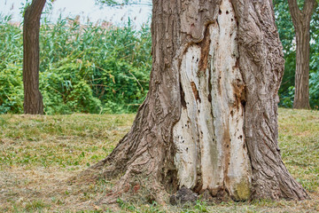 Large old tree with peeling bark on the background of green grass.
