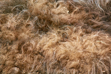 Red shaggy camel hair.