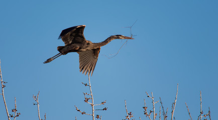 A great blue heron is busy carrying twigs to his nest near Cheyenne, Wyoming