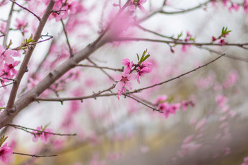 Fototapeta na wymiar Open peach blossoms in spring, outdoors