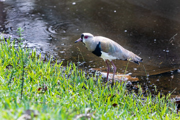 Southern Lapwing (Vanellus chilensis) on the lake in the Barra da Tijuca Forest, Rio de Janeiro Brazil “Quero-Quero”