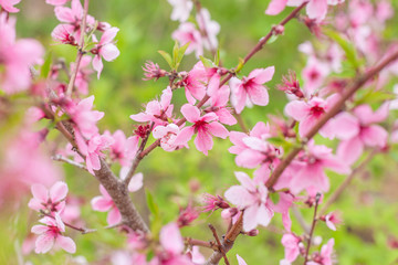 Obraz na płótnie Canvas Open peach blossoms in spring, outdoors